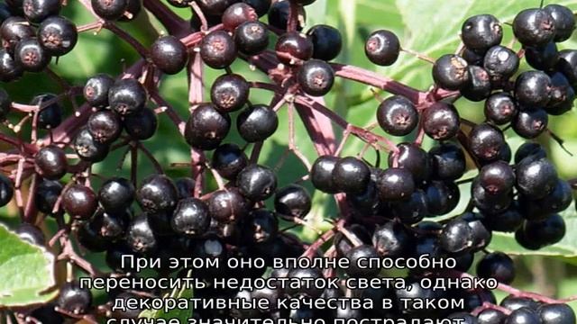 Черная бузина: описание, посадка и уход смотреть онлайн