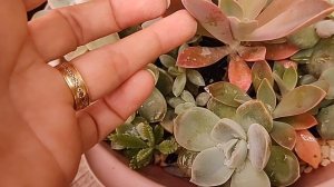 Respondendo inscritos😉Graptoveria Fred Ives, echeveria metálica e echeveria nichi dicas de  cultivo