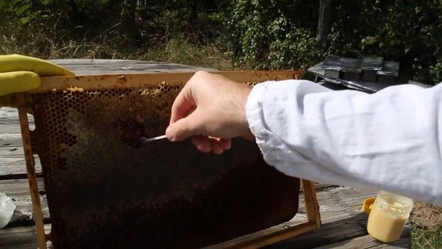 ИНТЕРЕСНЫЕ ФАКТЫ О ПЧЕЛАХ смотреть онлайн