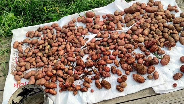 Переработка мелкой моркови и свеклы. А что с картошкой?Processing of small carrots and beets. смотреть онлайн