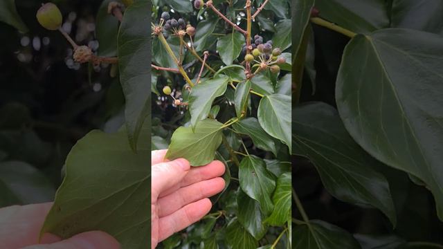 Common Ivy Invading A Neighbour's Garden In February 🏡 Invasive Weeds смотреть онлайн