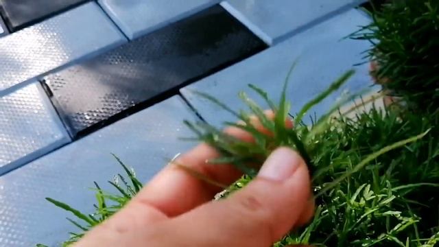 Fast growing hanging plant border grass. Hemigraphis repanda caring and propagation.