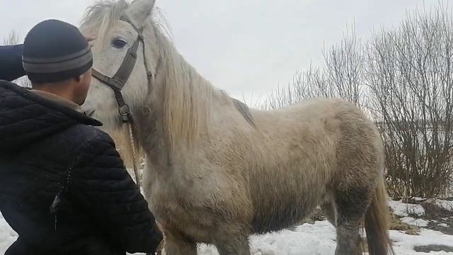 #Лошадь#Жеребец#Кобыла выбираем в хозяйства, кому интересно пишите все продается??? смотреть онлайн