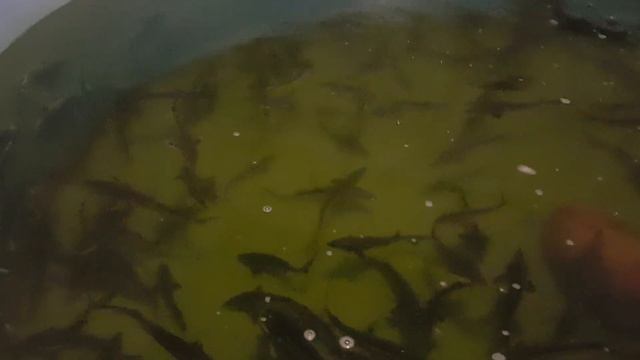 биофильтр с биочипсами