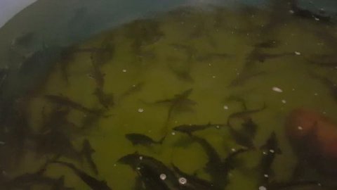 биофильтр с биочипсами