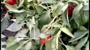 Вешенки в теплице