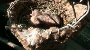 Содержание брильянтовых горлиц  .........