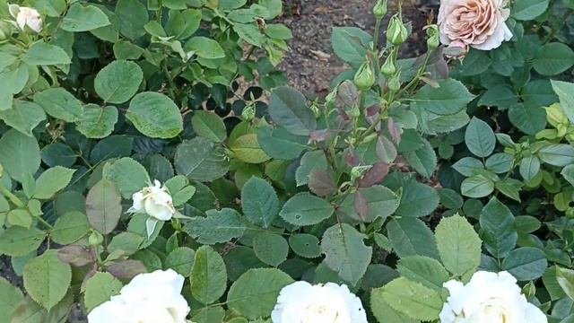 Сладкая парочка кофе с молоком и немного рабочих моментов. #розы #розывсаду #чайногибридныерозы