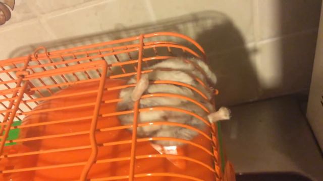 Хомяк на спине грызёт клетку смотреть онлайн