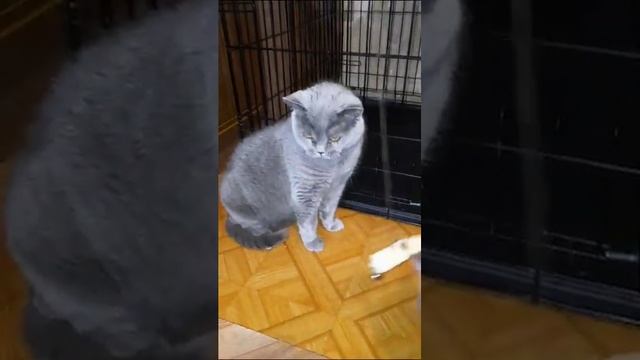 Michiko.ru | Кошка Стеша ищет дом. Отдаем бесплатно. Коты в дар в добрые руки. смотреть онлайн