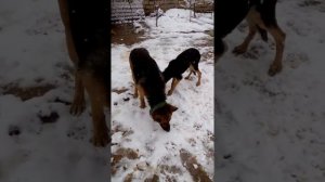 Саги фуруши АФЧАРКА номер тел 936003777