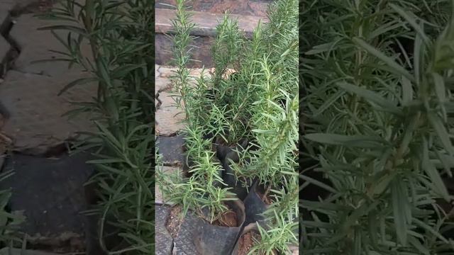 Rosemary plants gardening #rosemary #herbs #medicalplants #smellsgood