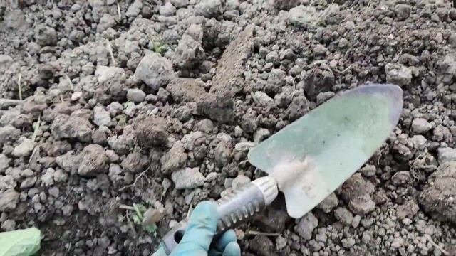 Как высадить Якон в огород.