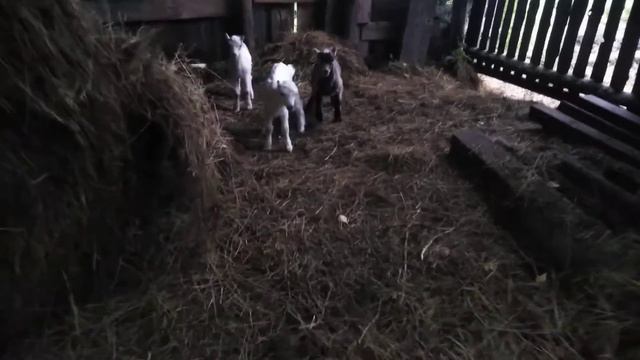 козлята ламанча
