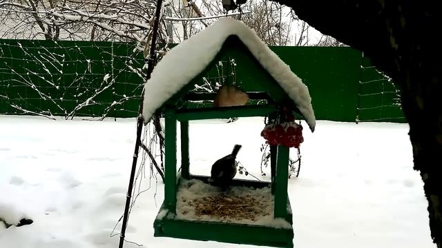 Успокаивающие звуки зимнего дня. Звук камина, старинных часов и мурчание котика.