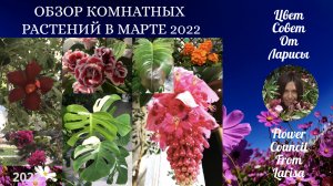ОБЗОР КОМНАТНЫХ РАСТЕНИЙ МАРТ 2022.mp4