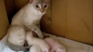 Животные понимают людей и умеют говорить