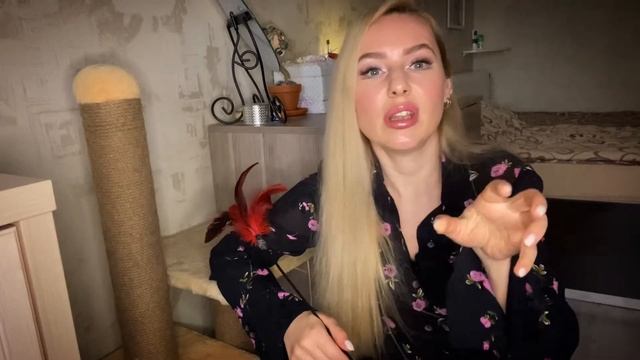 Шотландская вислоухая кошка.характер, особенности породы