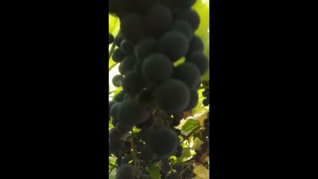 Відеопоезія В Титечко Виноград смотреть онлайн