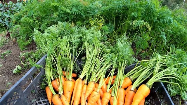 Вред моркови? смотреть онлайн