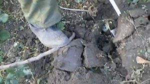 Как укрыть штамбовую розу на зиму