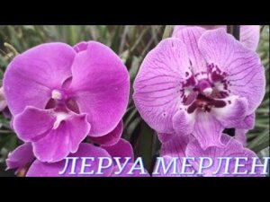 №686/ КРАСАВИЦЫ орхидеи от РОСТКА в ЛЕРУА МЕРЛЕН
