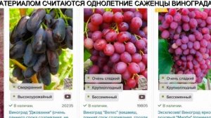 Технические Сорта Винограда