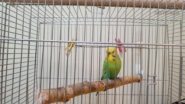 ??Готовлю попугая к переезду смотреть онлайн