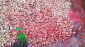 Обработка чеснока перед посадкой