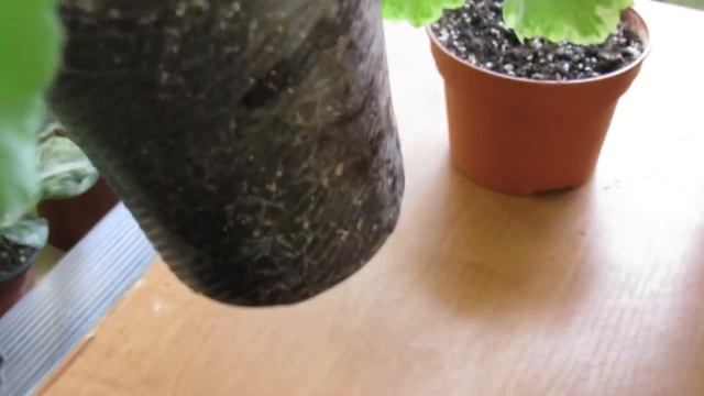 КАК ПОДОБРАТЬ ГОРШОК ДЛЯ ГЕРАНИ ПЕЛАРГОНИИ Оптимальный размер смотреть онлайн