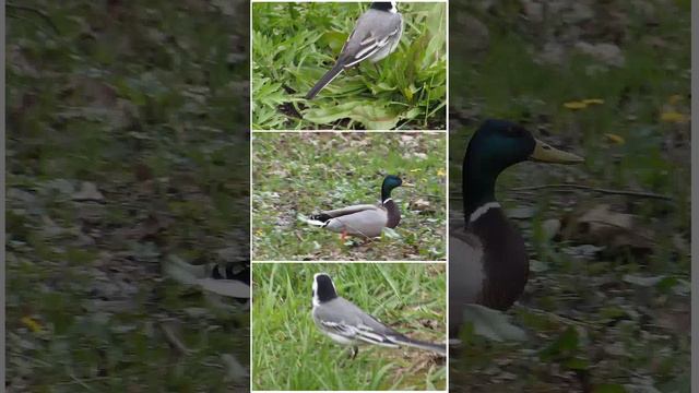 УТКИ В МОСКВЕ. ТРЯСОГУЗКА. УТКА. DUCKS AND WAGTAIL.