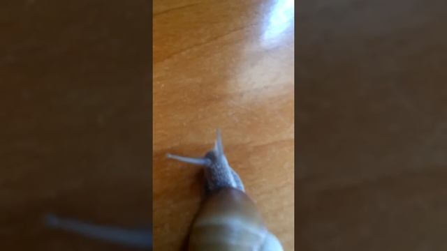 Медленный вальс улитки смотреть онлайн