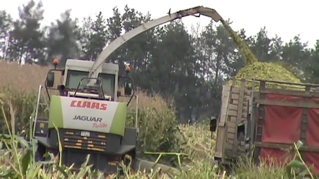 заготовка силоса из кукурузы на зиму 2017 смотреть онлайн