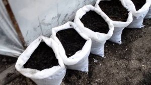 Посадка картошки в мешки.Тепличное выращивание картошки  в мешках на субстрате с грибов вешенка