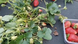 / КЛУБНИКА КРАПО 10, супер урожай, взвешиваем ягоду с первой волны! /