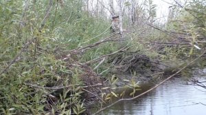 Рыбалка на ПАУК ПОДЪЁМНИК, в почти пересохшем, закоряженном ручье, где плавают большие хребты рыб.