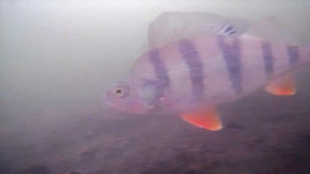 «Стрелецкий ручей» под водой смотреть онлайн