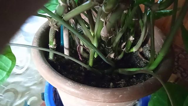 новая причёска для красотки