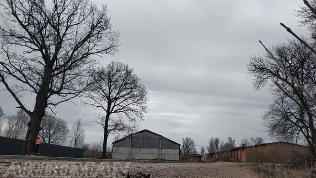 Валим дуб с пня в Черняхове Сutting down an oak from the stump смотреть онлайн