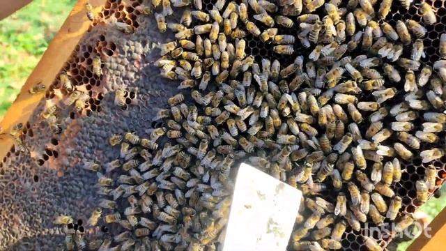 Изоляция Маток! смотреть онлайн