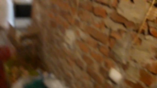 Как мы кормим наших курочек смотреть онлайн