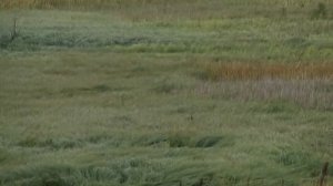 РОДНАЯ ДУША