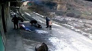 вепрь набрасывается на людей