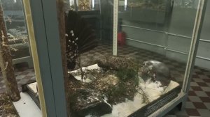 ЗООЛОГИЧЕСКИЙ МУЗЕЙ В ПИТЕРЕ.. часть 5