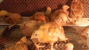 Как УСПЕШНО Выращивать СУТОЧНЫХ Цыплят. Птица моего двора. Мой опыт.