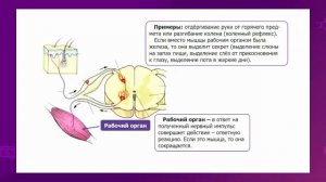 Биология. 7 класс. Рефлекторная дуга: рецептор, чувствительные, вставочные /23.02.2021/