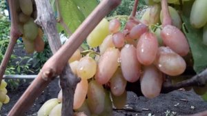 Мой виноград . Сорт - ЮЛИАН .