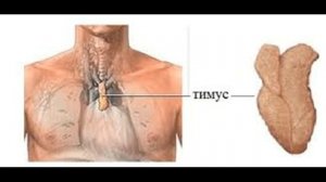 Тимус железа жизни - регенерация