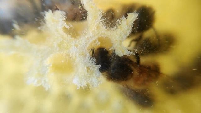 Макросъемка пчел. Пчёлы под большим увеличением. смотреть онлайн