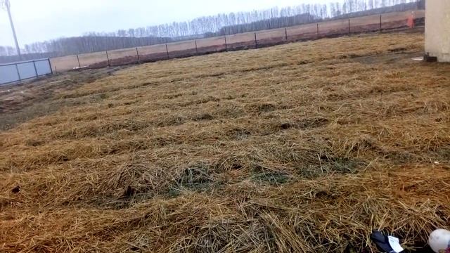 Как укрыть клубнику на зиму. Готовим кусты клубникина зимовку  Ферма "Омская Ягода"